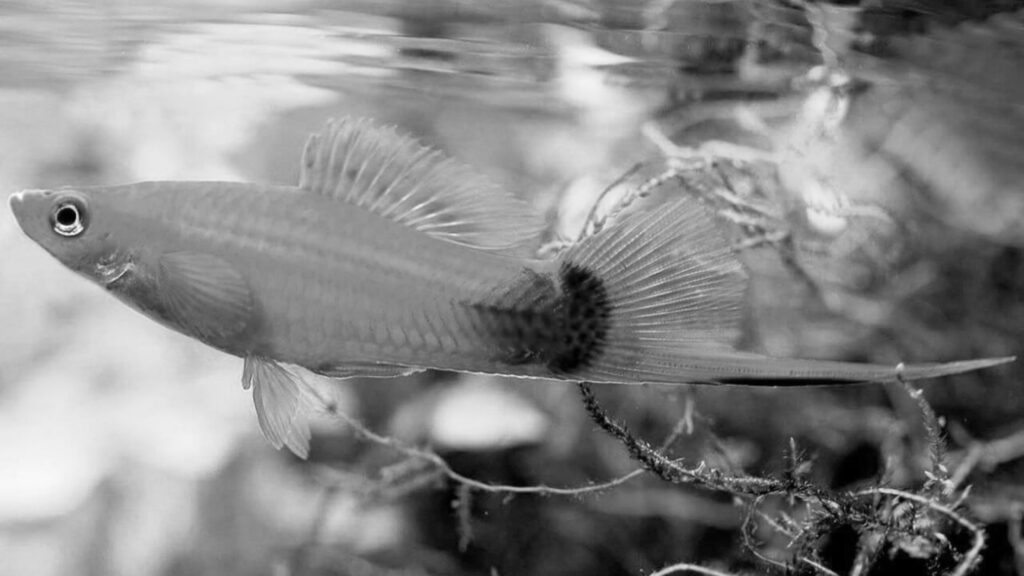 Fish That Start with X